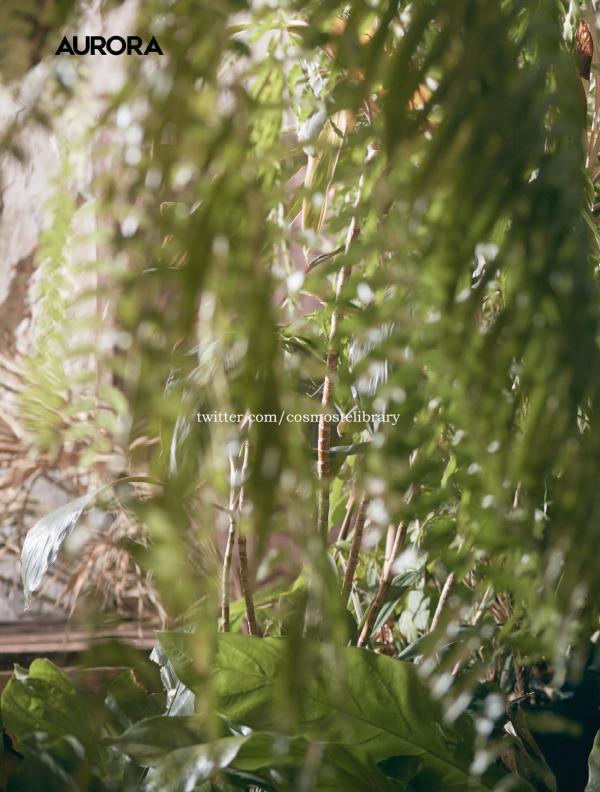 Aurora-11--Ky-Plut-Extra-A-B