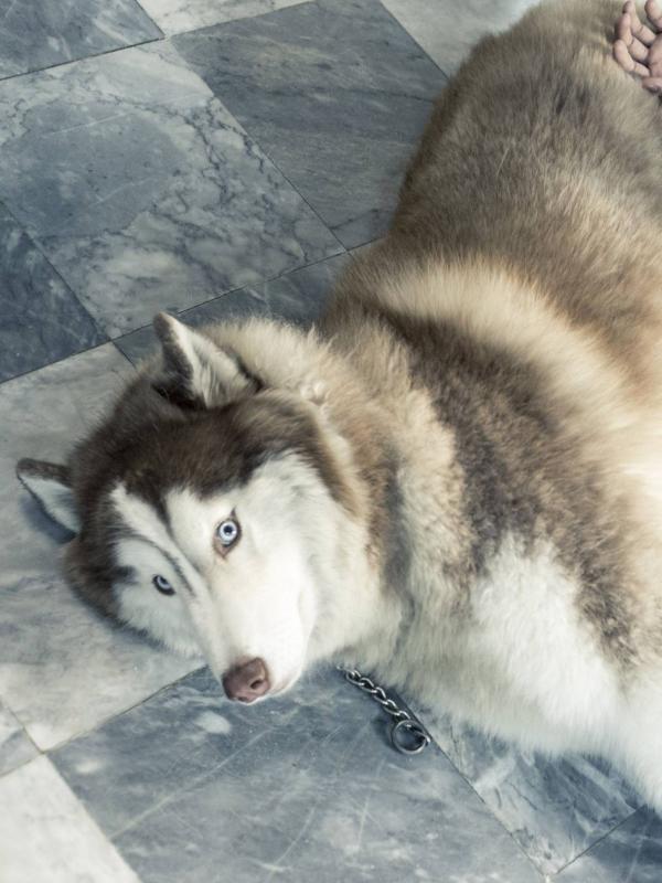 HiMM-6--Kridsadatharn