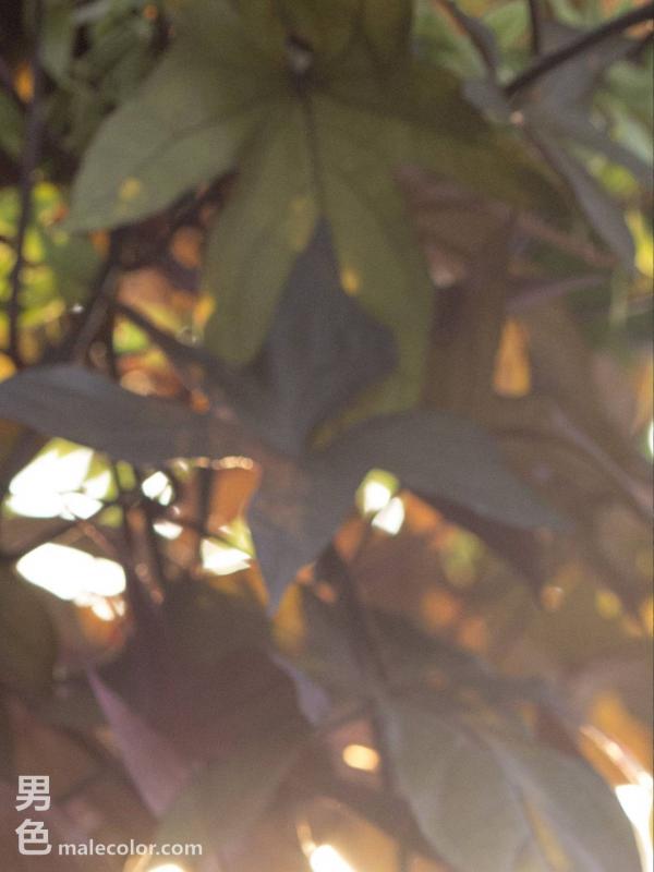 HiMM-6--Kridsadatharn