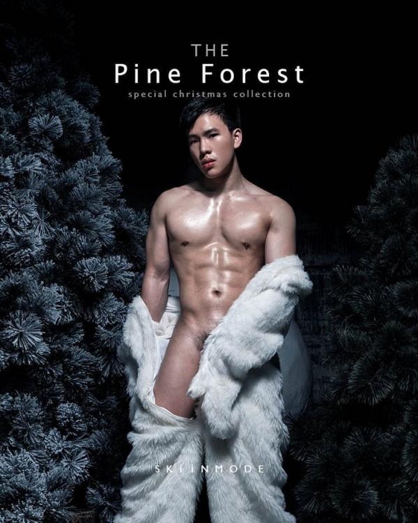 The-Pine-Forest--Special-Christmas-Collection