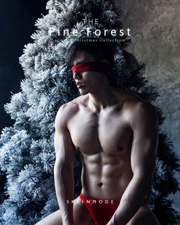 The-Pine-Forest--Special-Christmas-Collection